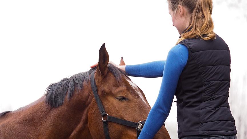 Bild 1 Tiermedizinische Chiropraktik für Pferde und Hunde