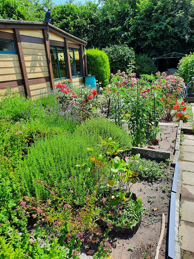 Bild 5 Schrebergarten im Heidberg Braunschweig zu verkaufen - ab sofort