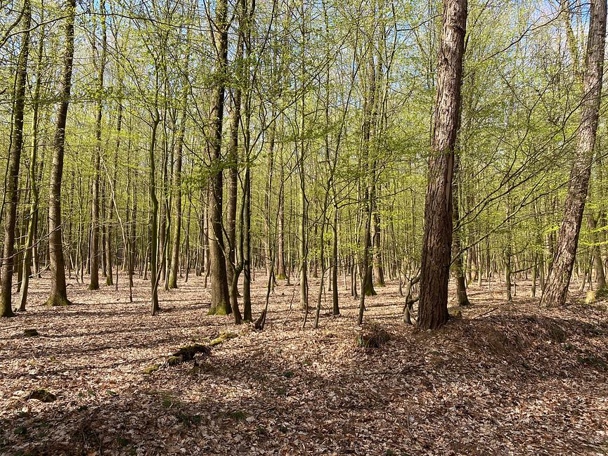Bild 74 KANADISCHES BLOCKHAUS (FERIENHAUS) AM WALDRAND - LK ROW