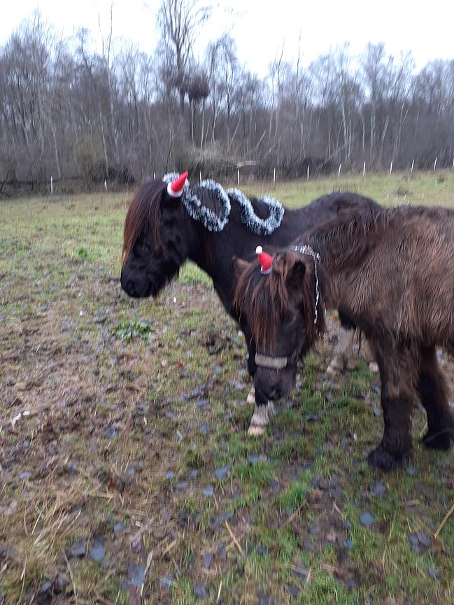 Bild 1 Reitbeteiligung auf Isländer