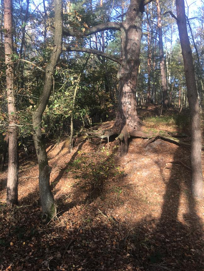Bild 57 WER ERHOLUNG IN DER NATUR SUCHT, IST HIER GENAU RICHTIG