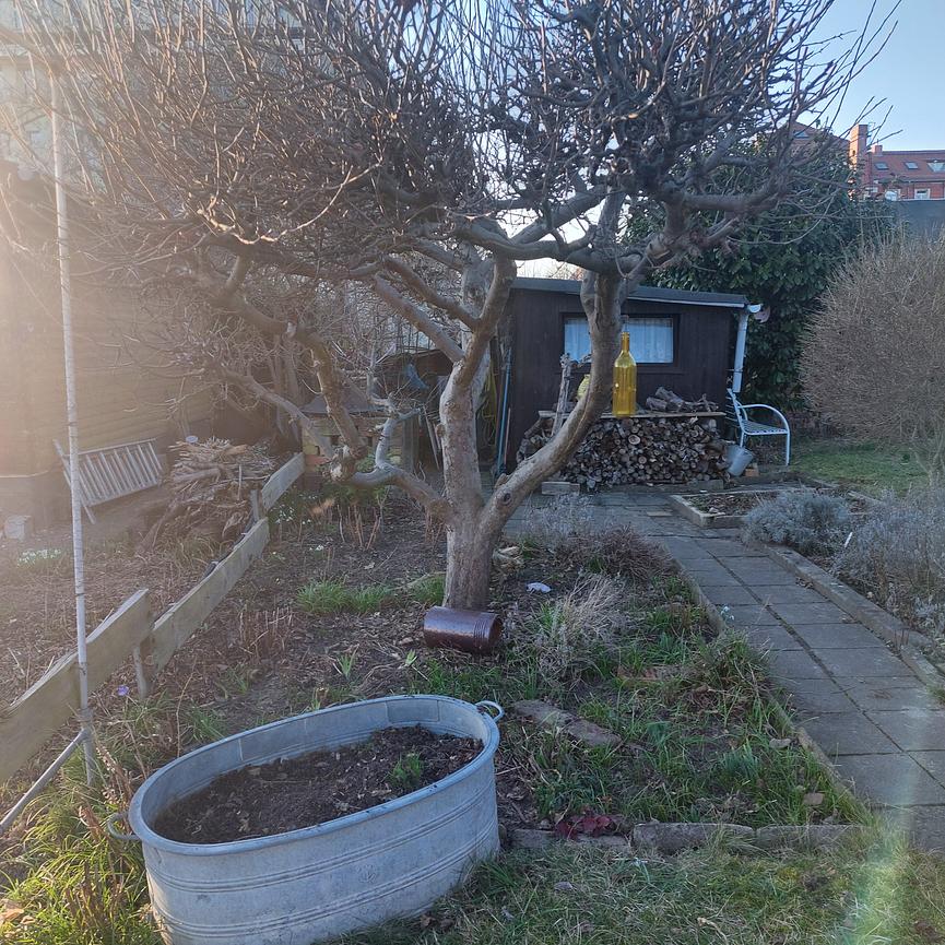 Bild 5 Garten in Striesen abzugeben