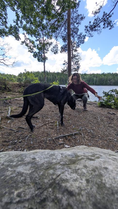 Bild 2 Hund sucht Betreuung für 3 Tage/Monat