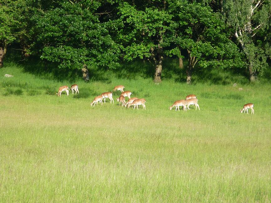 Bild 6 Urlaub Ferienhaus Bungalow Ferienwohnung in Carwitz am See Feldberger Seenplatte