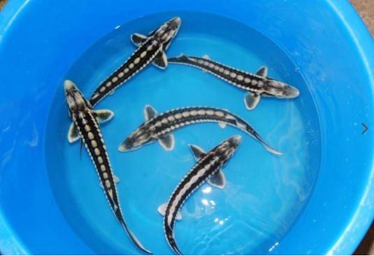 Bild 14 Koi,Teichfische,Biotopfische,Goldfische uvm. // Fischfarm Eske