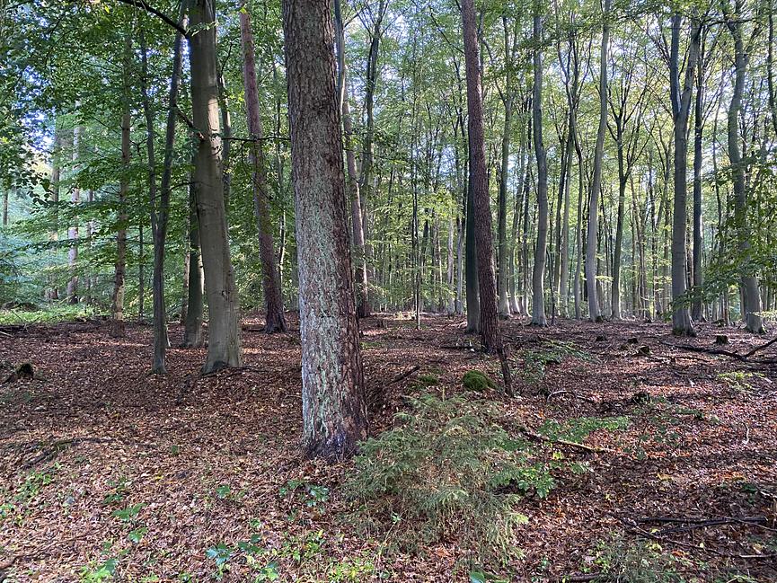 Bild 55 WER ERHOLUNG IN DER NATUR SUCHT, IST HIER GENAU RICHTIG