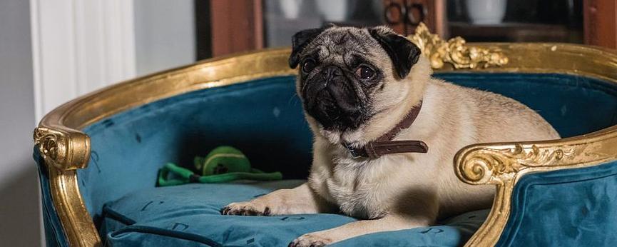 Bild 1 Wir suchen den FILMSTAR von morgen - DEINEN HUND