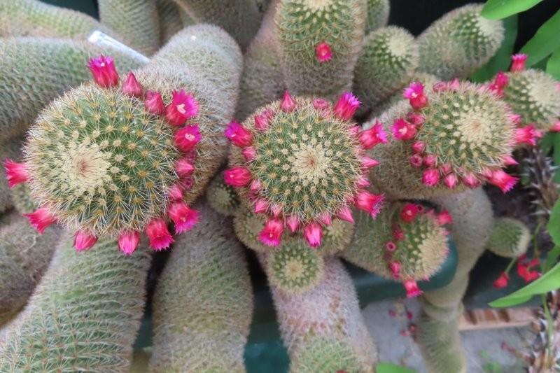 Bild 4 Mammillaria backebergiana
