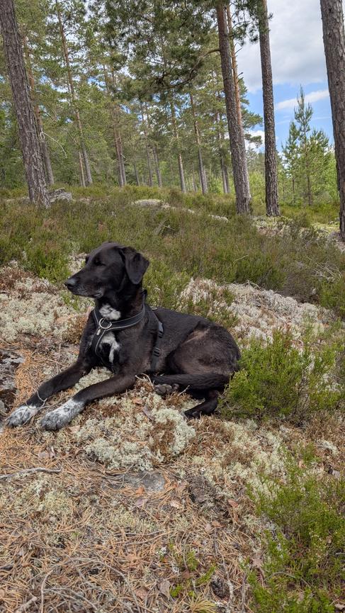 Bild 1 Hund sucht Betreuung für 3 Tage/Monat