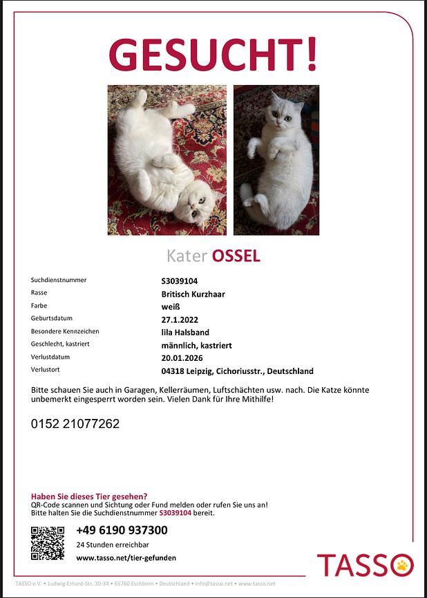 Bild 1 Katze Vermisst!