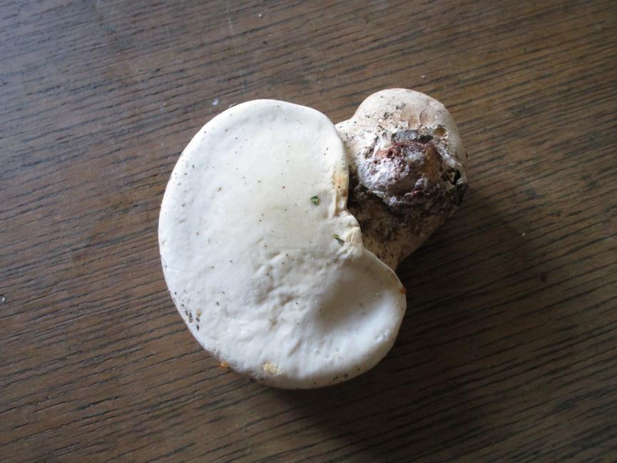 Bild 4 Verschenke junge Birkenporlinge (Vitalpilz, Heilpilz)