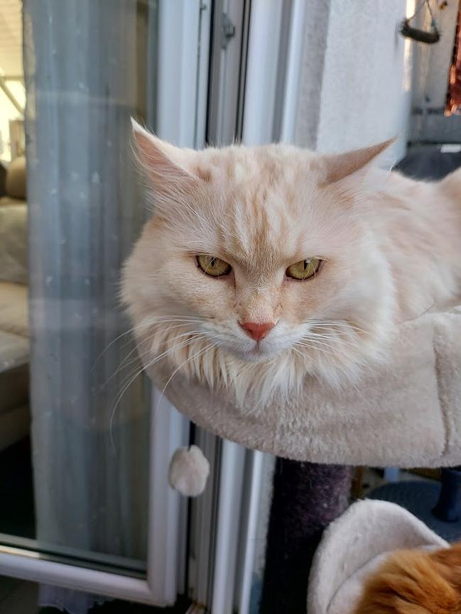 Bild 2 Filderstadt - nahe Stuttgart - Katzenbetreuung gesucht mit Wohnmöglichkeit