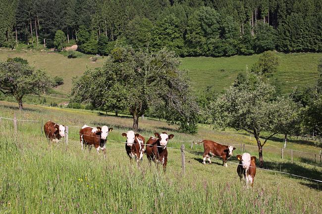 Bild 18 Schwarzwaldurlaub, Kinzigtal mittlerer Schwarzwald
