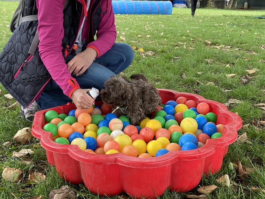 Bild 5 Hundeschule und Hundepension für Berlin und Brandenburg
