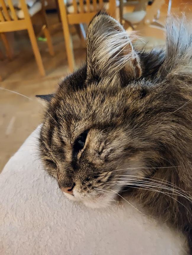 Bild 3 Filderstadt - nahe Stuttgart - Katzenbetreuung gesucht mit Wohnmöglichkeit