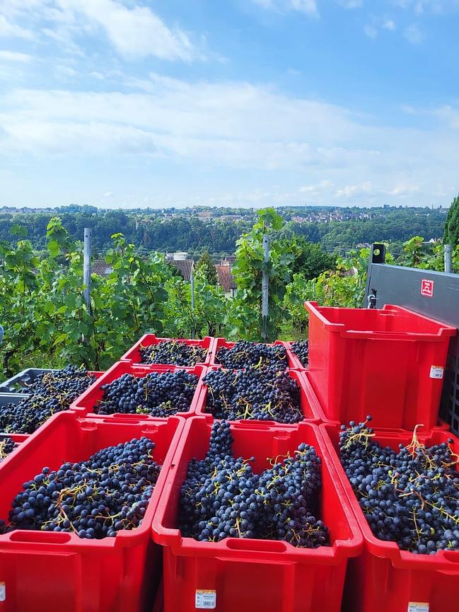 Bild 1 Weinlese Sept-Okt 2026