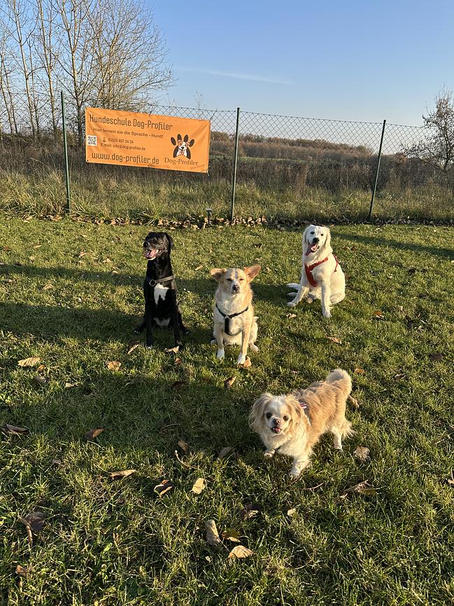 Bild 4 Hundeschule und Hundepension für Berlin und Brandenburg