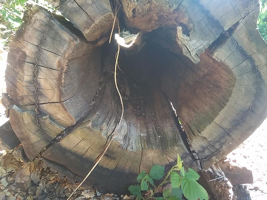 Bild 2 Mit Naturerlebniswanderungen neue Kräfte finden ...