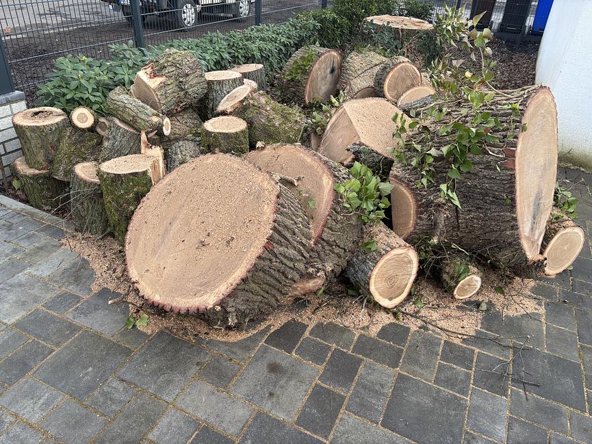 Bild 1 Verkauf von Eichen-Stammholz