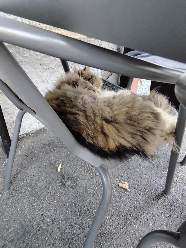Bild 2 Perserkatze Lily gesucht