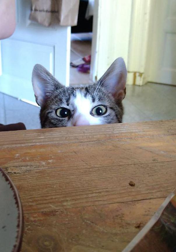 Bild 1 Unterstützung für unser Rudel gesucht