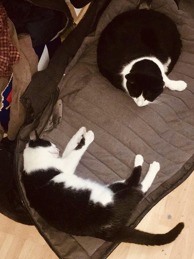 Bild 2 Katze entlaufen - vermisst 