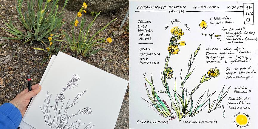 Bild 2 Kurs Nature Journaling im Botanischen Garten Leipzig