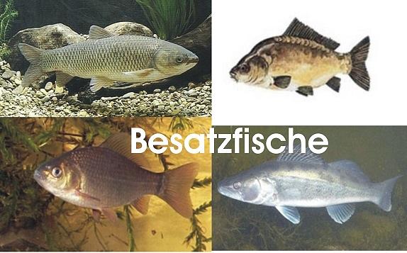 Bild 9 Koi,Teichfische,Biotopfische,Goldfische uvm. // Fischfarm Eske