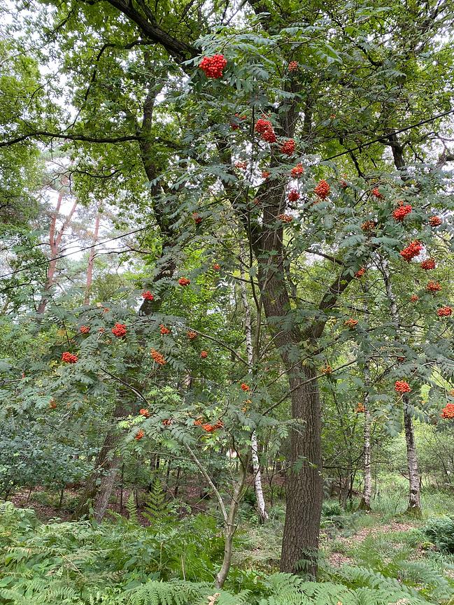 Bild 39 WER ERHOLUNG IN DER NATUR SUCHT, IST HIER GENAU RICHTIG
