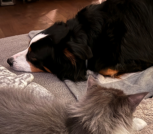 Bild 1 🐕🏡 Villa sucht Urlaubsvertretung mit Herz für Hund & Katze! 😺🌿