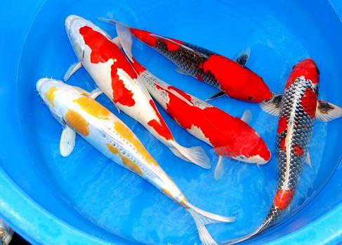 Bild 1 Koi,Teichfische,Biotopfische,Goldfische uvm. // Fischfarm Eske