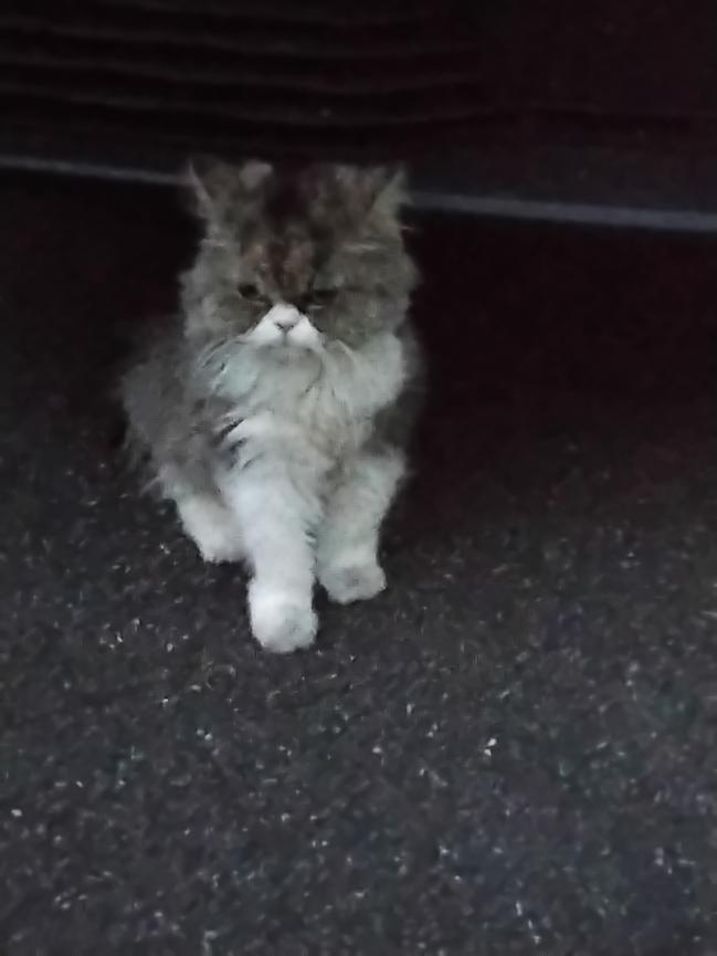 Bild 1 Perserkatze Lily gesucht