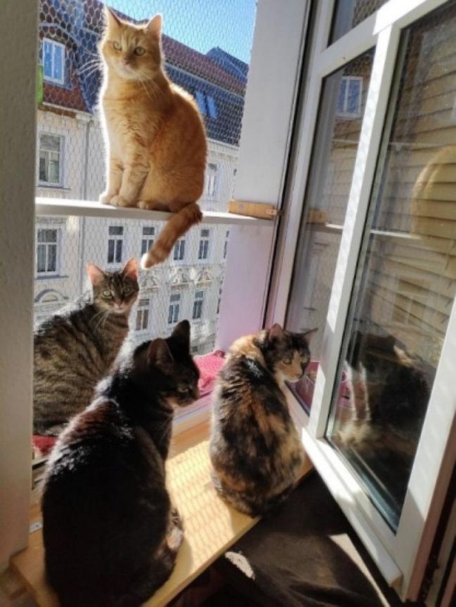 Bild 1 WG in Altlindenau (queerfeminist, antifascist) with Cats! 🐈