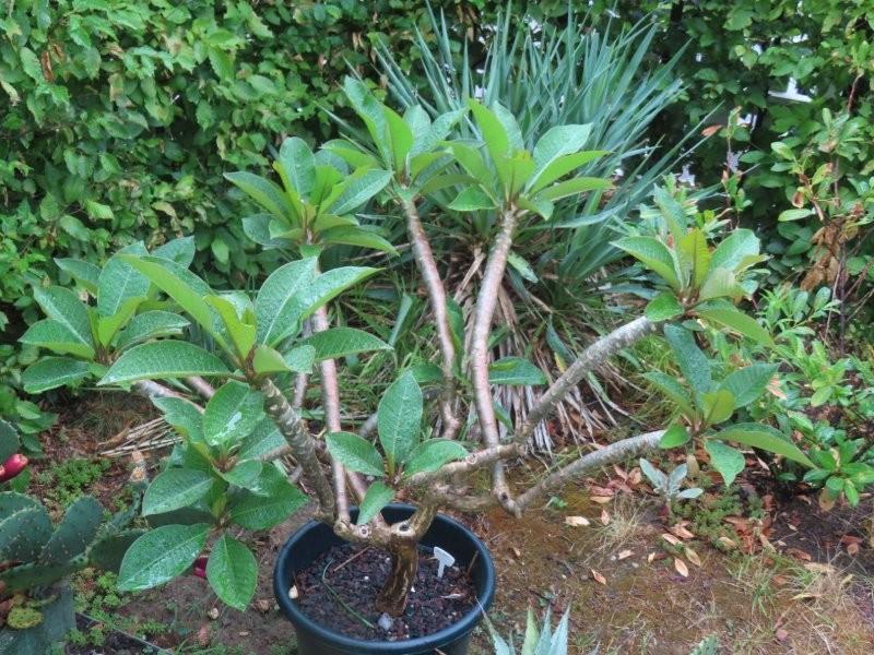 Bild 1 Tempelbaum Plumeria / Frangipani