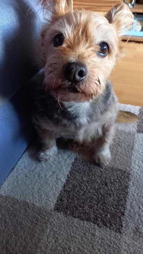 Bild 1 suche Zimmer in einer Notlage für mich und meinen Hund
