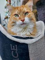 Bild 1 Filderstadt - nahe Stuttgart - Katzenbetreuung gesucht mit Wohnmöglichkeit