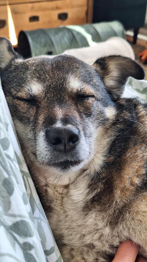 Bild 5 Unterstützung für unser Rudel gesucht