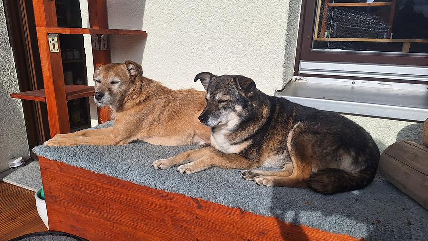 Bild 6 Unterstützung für unser Rudel gesucht