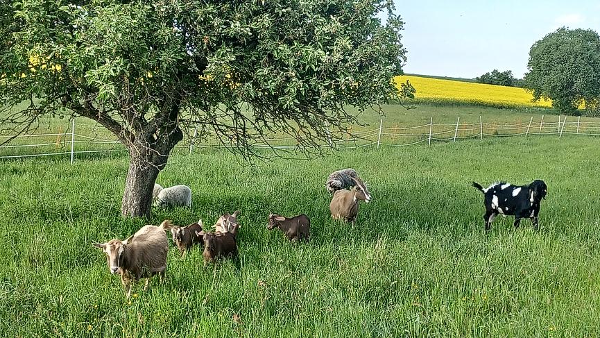 Bild 2 Auszeit im Südharz - Urlaub gegen Tierbetreuung