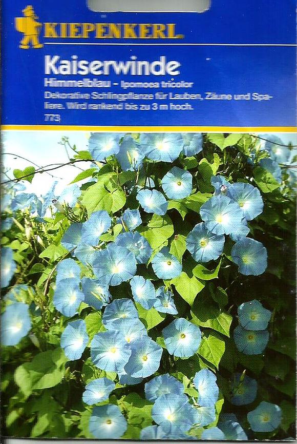 Bild 1 Verschenke Samen der blauen Kaiserwinde aus Nachzucht !