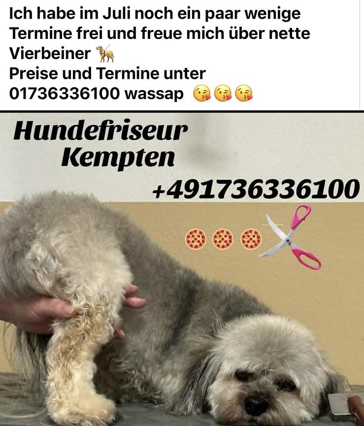 Bild 1 Hundefriseur