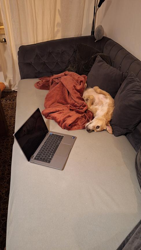 Bild 4 Unterstützung für unser Rudel gesucht