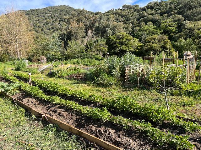 Bild 8 🪷 PARADIES-FARM SUCHT HELFER'INNEN IM GRÜNEN, WARMEN ANDALUSIEN 🪷