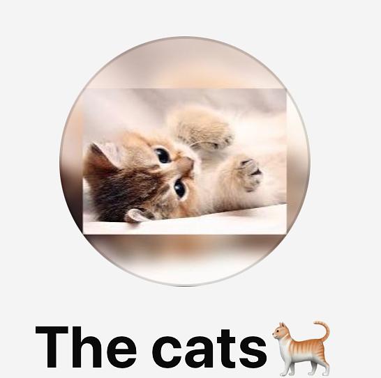 Bild 1 The cats 🐈