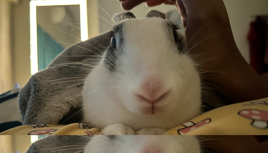 Bild 1 Kaninchenbetreuung angeboten