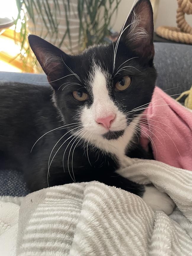 Bild 1 Freigänger-Katerbaby sucht neues zu Hause