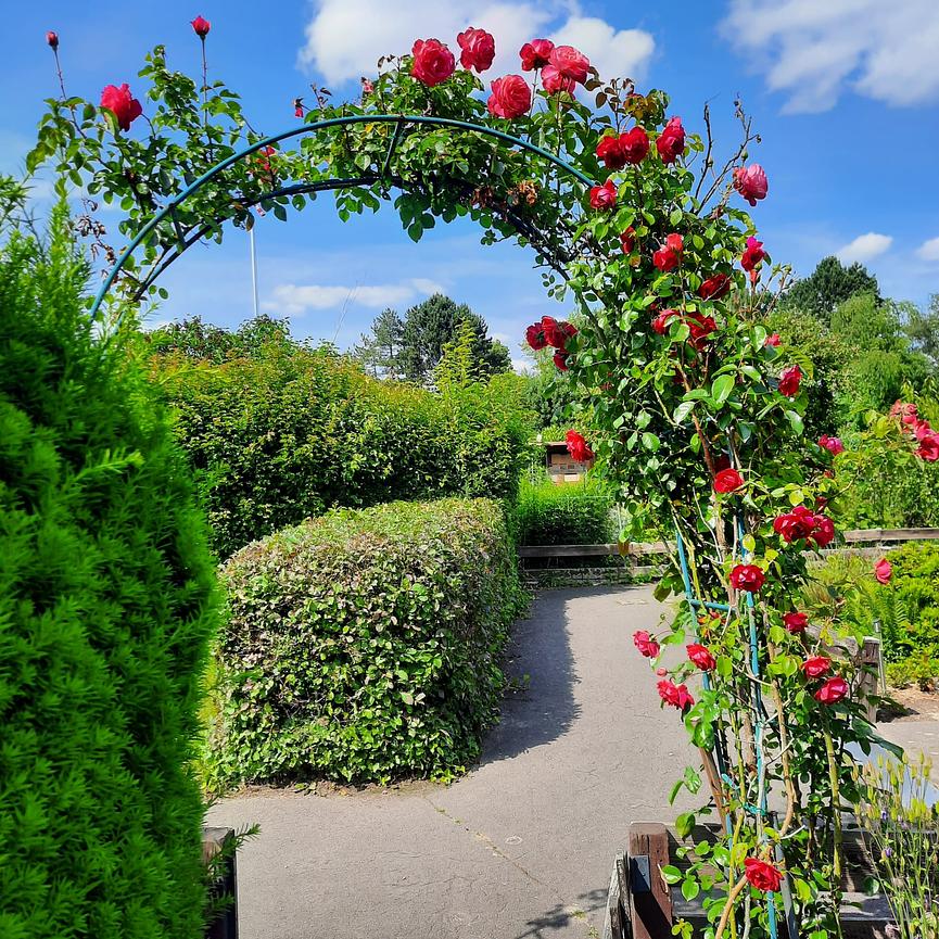 Bild 8 Schrebergarten im Heidberg Braunschweig zu verkaufen - ab sofort