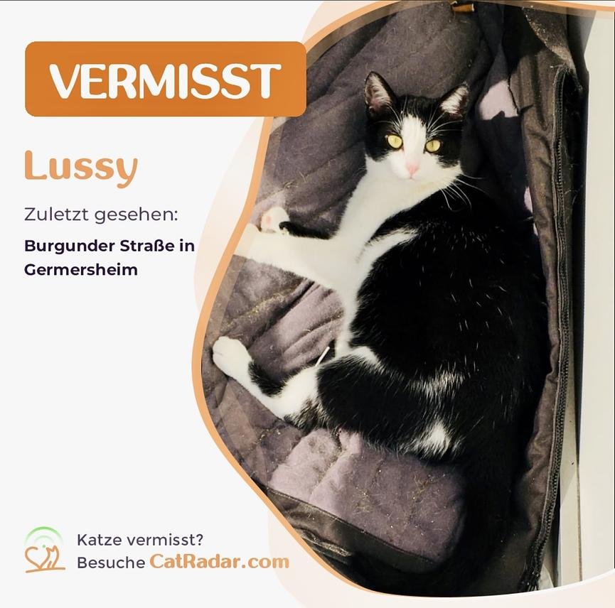 Bild 1 Katze entlaufen - vermisst 