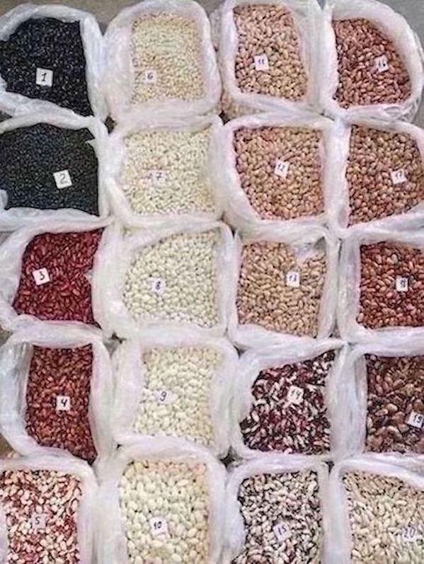Bild 1 Beans wholesale from a Ukrainian company