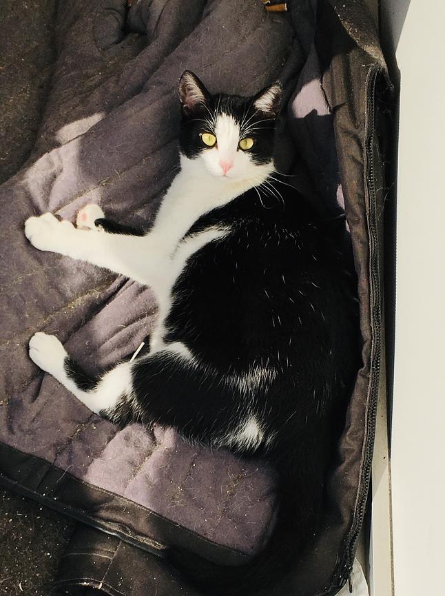 Bild 3 Katze entlaufen - vermisst 